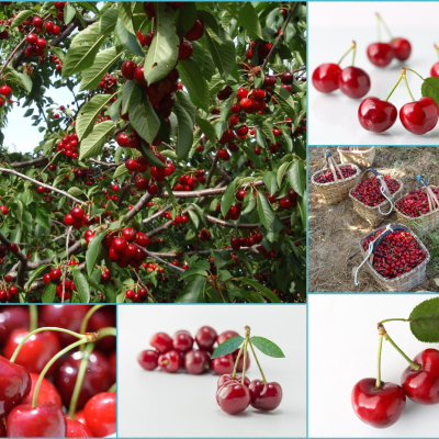 Cerejas