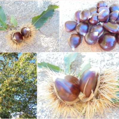 Castanhas